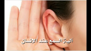 تركيب الاذن و الية السمع عند الانسان The Human Ear
