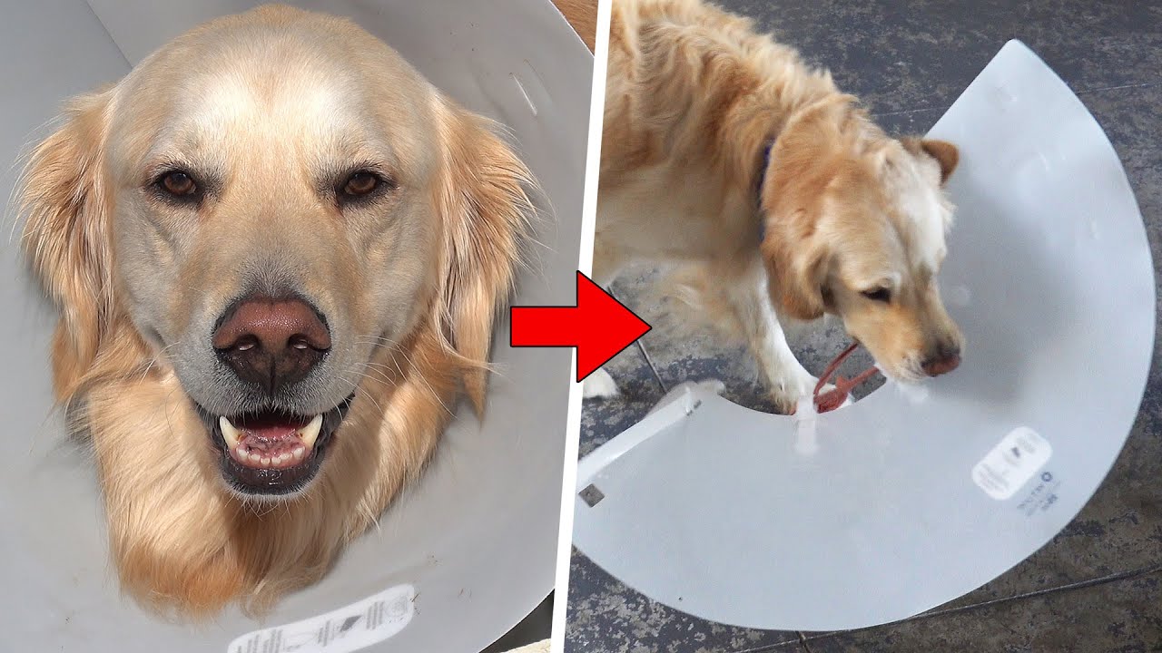 Frequent Question: Can I Take My Dogs Cone Off? - Mi Dog Guide