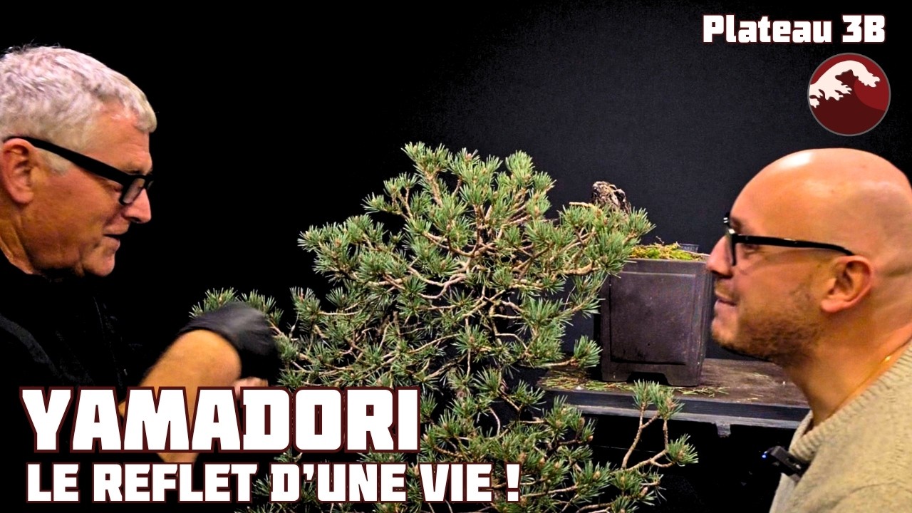 Restyling d'un Pin Sylvestre de Style Cascade 🌱 NEJIKAN BONSAI 🌱