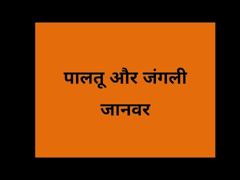 वीडियो: आपके पालतू जानवरों के स्वास्थ्य के लिए खतरे पिस्सू मुद्रा