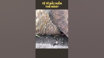 Con Tê tê bắt kiến như thế nào? | KIẾN THỨC HÔM NAY #shorts