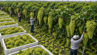 America's Grape Harvest – How Farmers Deliver 483,000 Tons to Market in Just 24 Hours