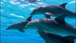 Dolphins 3D trailer