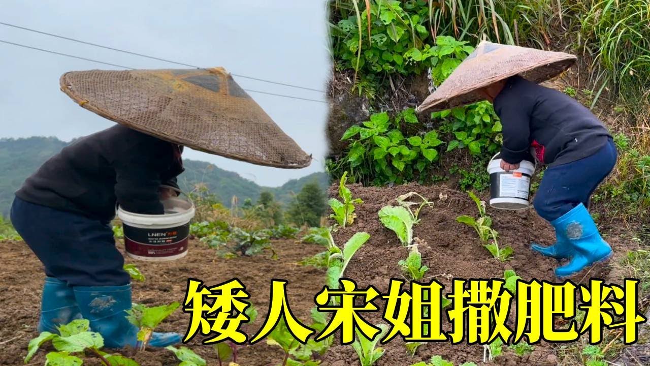 今天去给白菜撒肥料了，回来妈妈把饭都做好了，妈妈做的饭很好吃 #农村生活 #农村美食 #农村日常