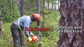 Bûcheron : métier en voie d'extinction