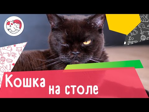 4 совета, как отучить кошку забираться на стол