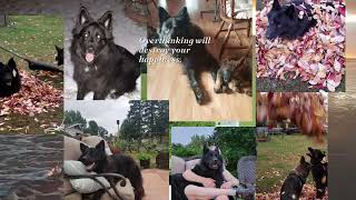 Our Baby.. German Shepherd 'KODA' #youtubeshorts by RugerCaynine 44 views 1 month ago 1 minute, 43 seconds