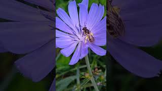 Eart bee on chicory flower / Земляная пчела на цикории #shorts