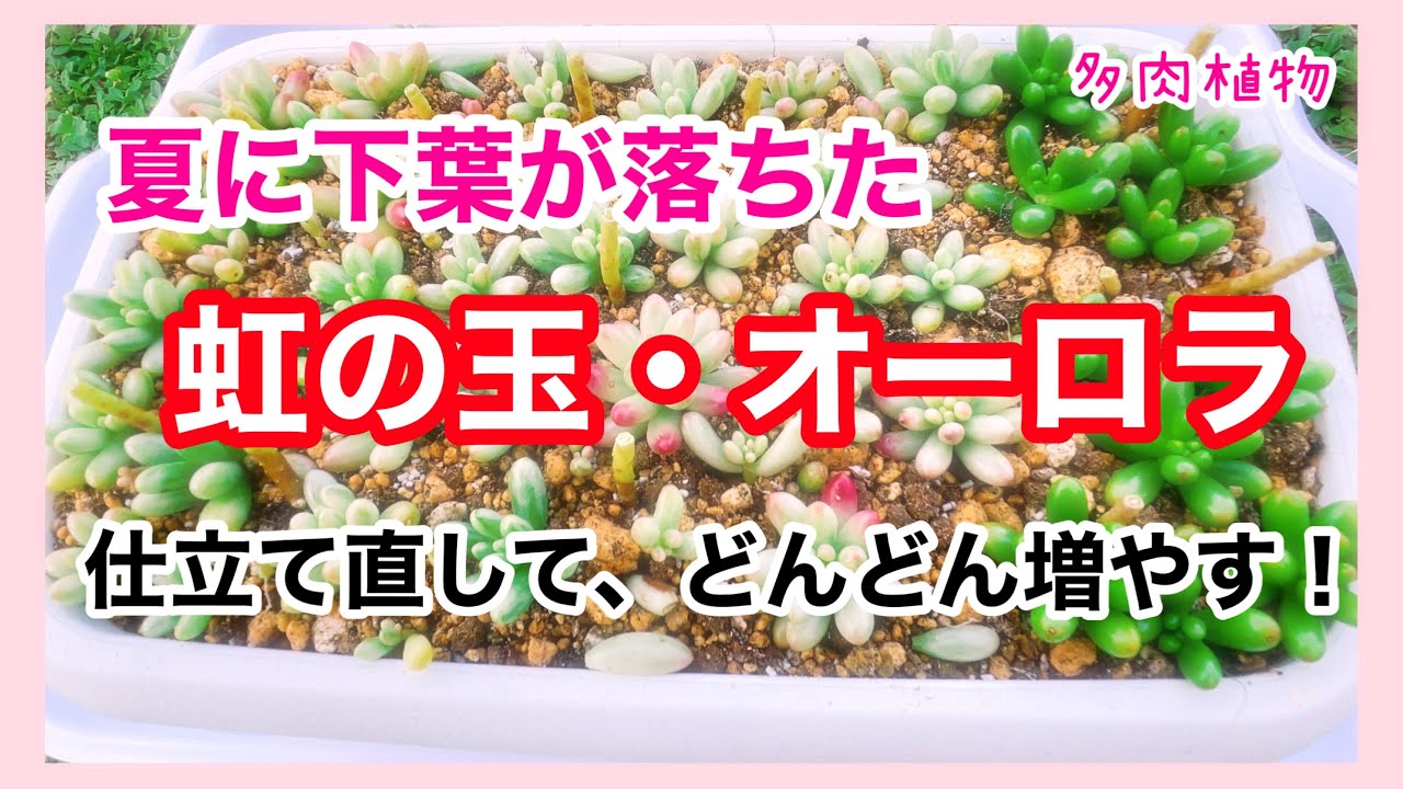 多肉植物】秋です！どんどん増やします！虹の玉・オーロラの仕立て直し