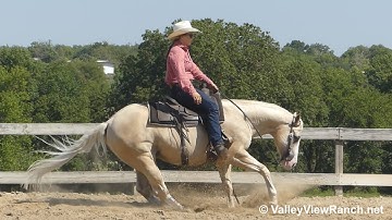 Cashthechexnow - extended trot, lope-offs, spins, stops! - ValleyViewRanch.net