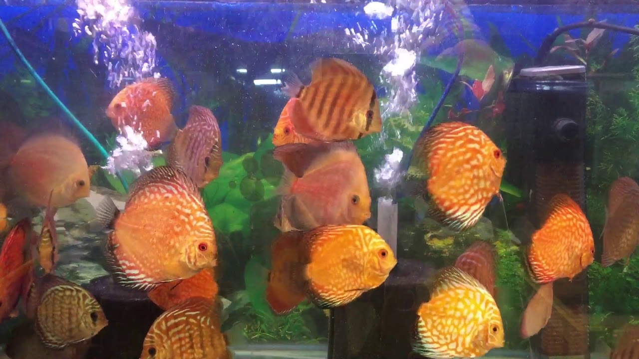 camera iphone 8 plus apk Cheshire oaks discus fish sales