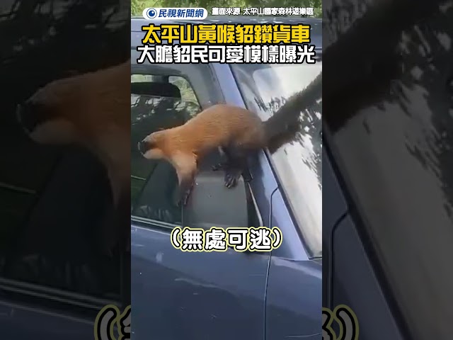 抓到了！宜蘭太平山黃喉貂鑽進貨車！網直呼：大膽貂民！｜民視新聞｜