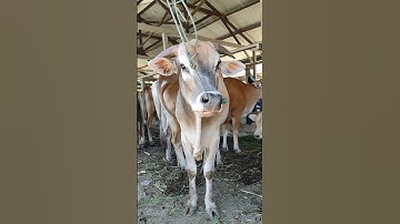 Sapi Moo, Suara Sapi, Sapi Lucu dan Pintar, Sapi Jumbo joget #lembu #shorts #cow #sapi