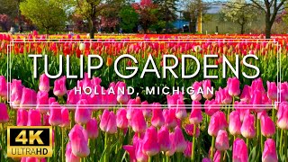 5 MILLION TULIPS!  4K Walk Through the Tulip Gardens in Holland, Michigan 2023