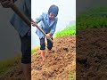 Digging through the dry garden soil with a heavy garden hoe to prepare a new row for planting crops