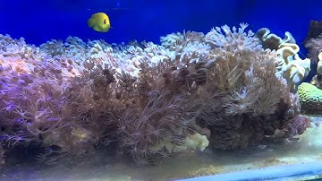 Propagating Blue Pulsing Xenia