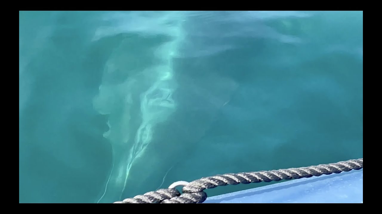 Minke Whale Boat Interaction Peel, Isle of Man YouTube