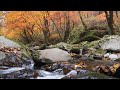 가을 계곡 단풍 물소리 8시간 ASMR