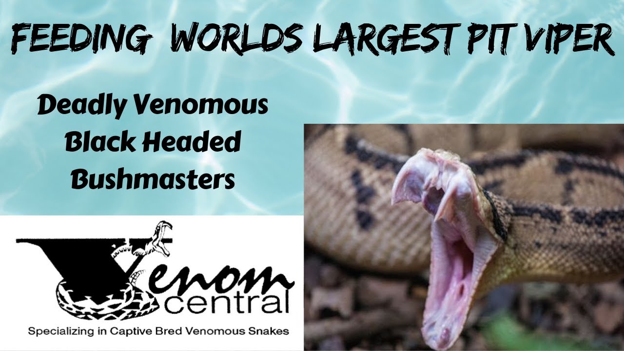 Feeding Black Headed Bushmaster Worlds Largest Pit Viper YouTube feeding-black-headed-bushmaster-worlds-largest-pit-viper-youtube