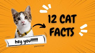 12 amazing Cat facts you should know by mypethow 311 views 3 months ago 2 minutes, 53 seconds