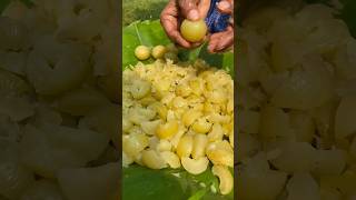 আমলকর আচর