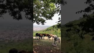 الخيول الجميله في كوسوفو