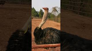 Funny ostrich#funny #animals #fyp #pet #ostrich #ostrichtok #ostrichtiktok #bird #birdtok
