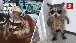 Baby raccoon standing on its hind legs looks like a human kid | Weird But True