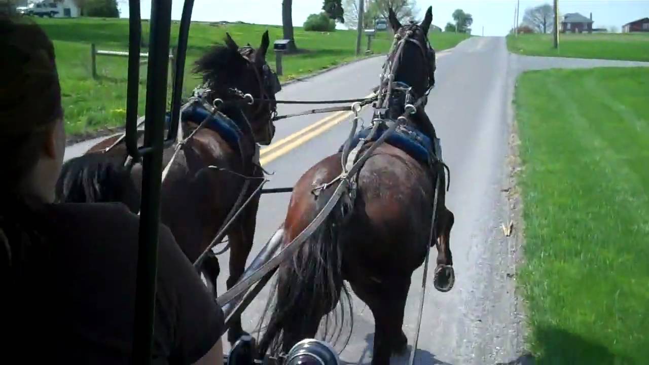 eds buggy rides