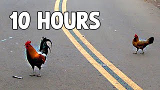 Why did the Chicken Cross the Road? (Meme) [10 HOURS]