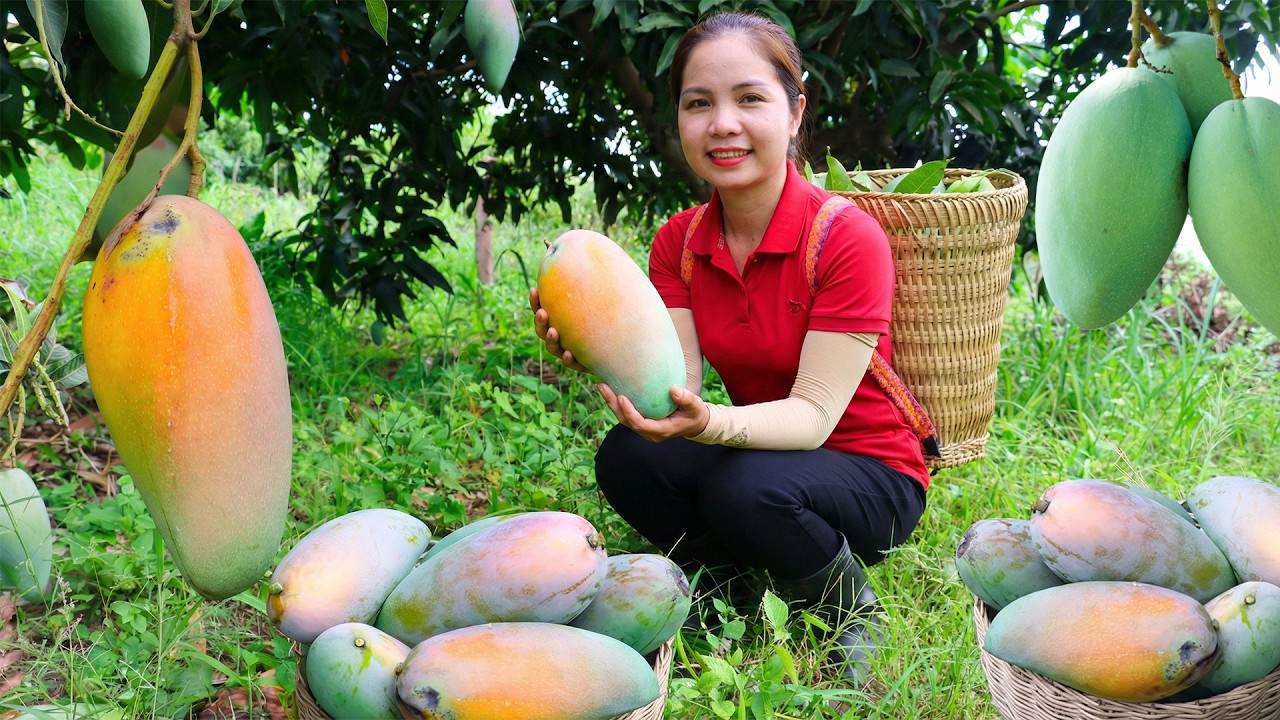 Harvesting 1000+Kg Green Mango In Someone Else's Garden Goes To Market Sell | Pure Harvest Life