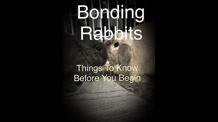 Rabbit Bonding: 5 Things To Know Before You Bond Your Rabbit