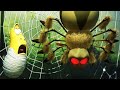 LARVA - Aranha | 2018 Filme completo | Dos desenhos animados | Cartoons Para Crianças