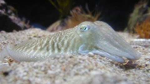 How To Make Squid