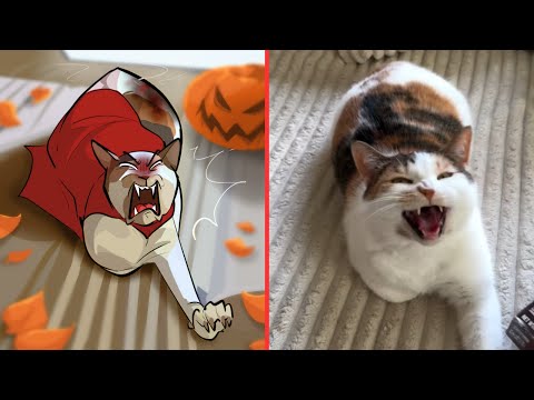 This Cat Has the BEST Halloween Costume Ever!