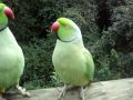 Here are two parakeets speaking to each other