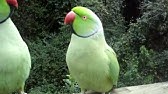 SABC News broadcast on the Critically Endangered Cape Parrot - YouTube