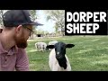 EVERYTHING on Dorper Sheep | The Angus of Sheep