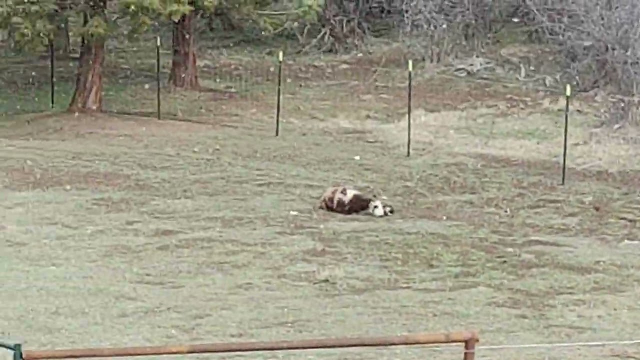 Looking for the Snowbow