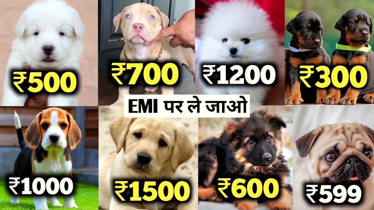 Cheapest Dogs in IndiaDogs in India2022chaser scoobers 