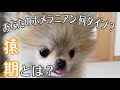 ポメラニアンの猿期3種類のタイプを解説!あなたのポメは何タイプ?