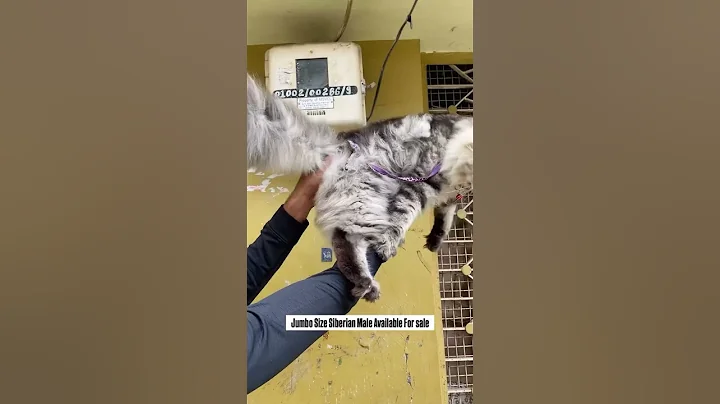 Video 10144541: cats kittens cute siberian, siberian cattery