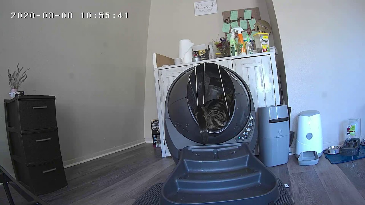 Litter Robot Experience Youtube