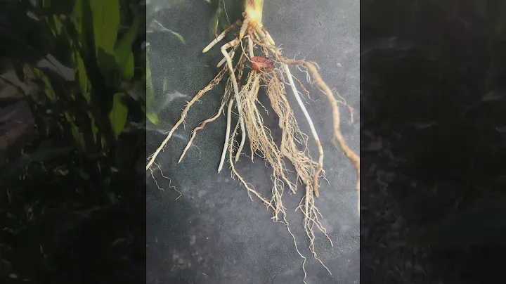 Dave McCowan Midseason Corn Walkthrough
