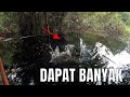 GAK PERLU Nyetrum METODE INI BISA Panen Ikan Banyak dan BERKELANJUTAN #282