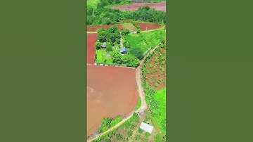 Cô Thu nợ ngân hàng , bán gấp vườn trái cây xum xuê trái ở Châu Đức,BR-VT#shorts#batdongsan