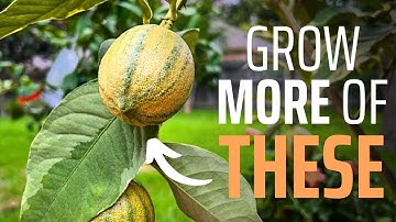 Why Your CITRUS Trees Aren