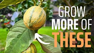 Why Your CITRUS Trees Aren't Fruiting   and What To Do About It