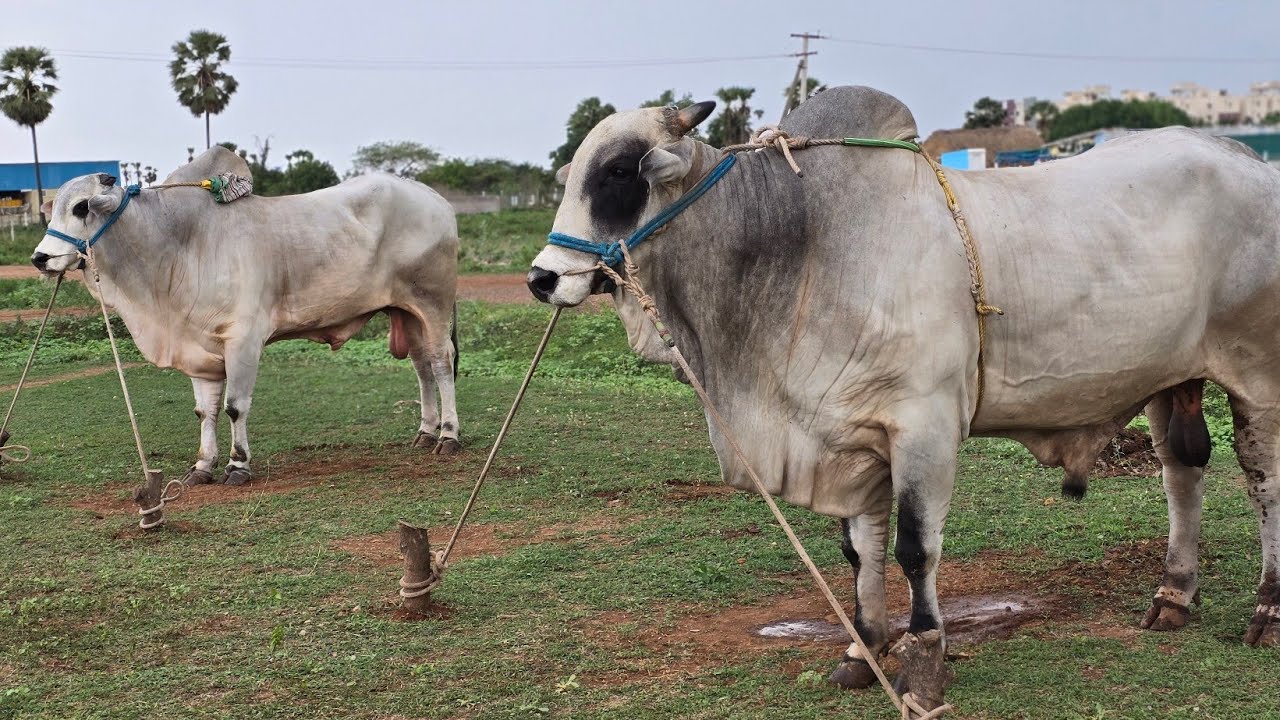 Basava Arjunudu TSR Infra Developer Thota srinivasarao gari bulls koppuravuru