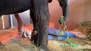 In memory of Fenya | Adine lies down beside snare victim, Fenya, a calf still alive in our hearts